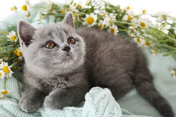 Cute gray kitten on plaid with chamomiles, closeup — Stock Photo, Image