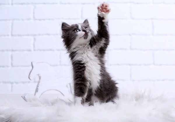 Cute gray kitten — Stock Photo, Image