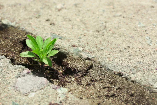 植物の成長する舗装を — ストック写真