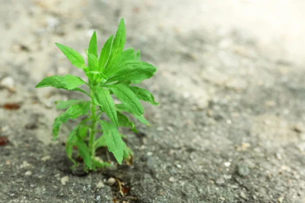 Plant growing through pavement — Stock Photo, Image