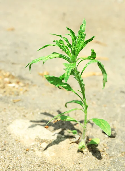 Plant growing through pavement — Stock Photo, Image