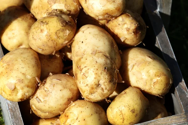 Nieuwe aardappelen in houten kist, close-up — Stockfoto