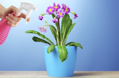Female hand with sprayer and flowers
