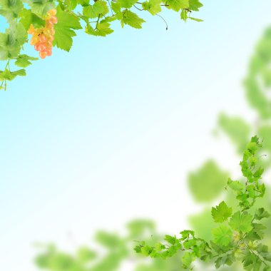 Frame of grape branches with green leaves on light blue background