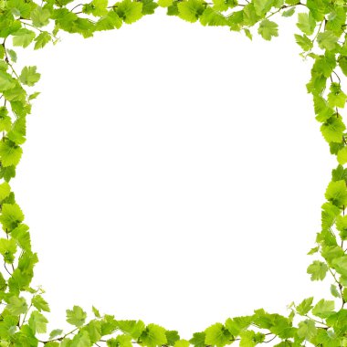 Frame of grape branches