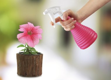 Female hand with sprayer and flowers on light nature background