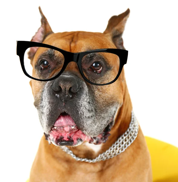 眼鏡のかわいい犬 — ストック写真