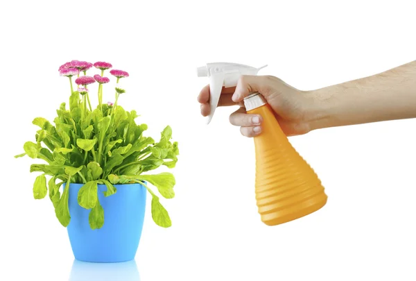 Mano femminile con spruzzatore e fiori — Foto Stock