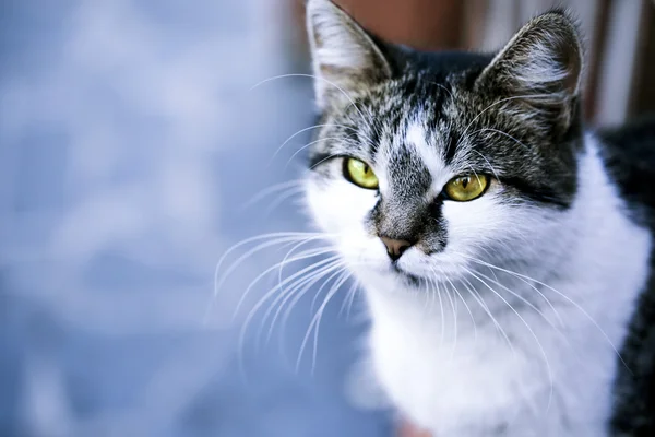 회색 고양이 근접 촬영, 야외 — 스톡 사진