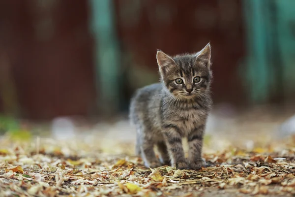 Kitten outdoors — Stock Photo, Image