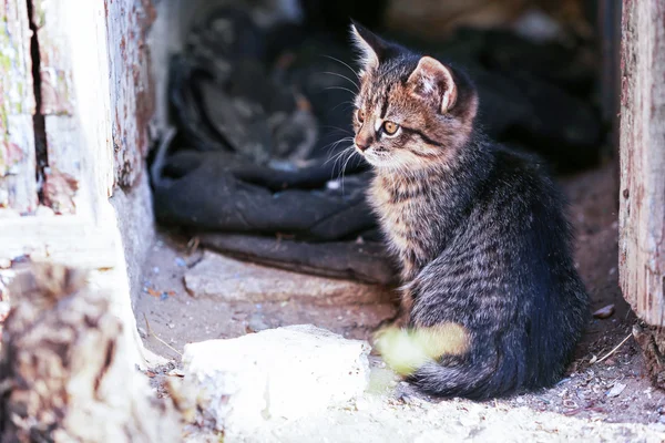 Gattino all'aperto — Foto Stock