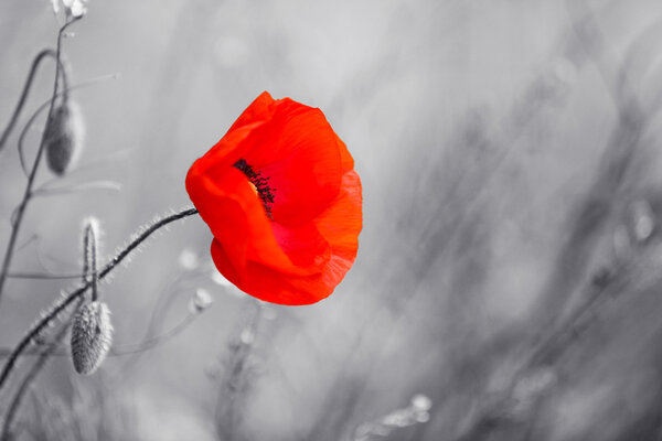 Red poppy flower