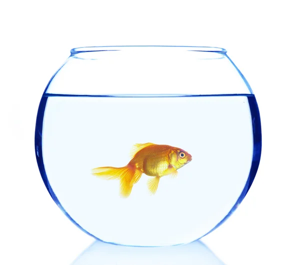 Goldfish in aquarium isolated on white — Stock Photo, Image