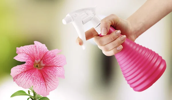 Female hand with sprayer and flowers on light nature background — Zdjęcie stockowe