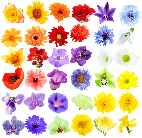 Schöne Blumen Collage — Stockfoto