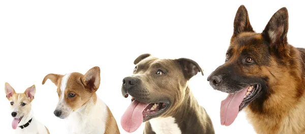 Psi v řadě izolovaných na bílém — Stock fotografie