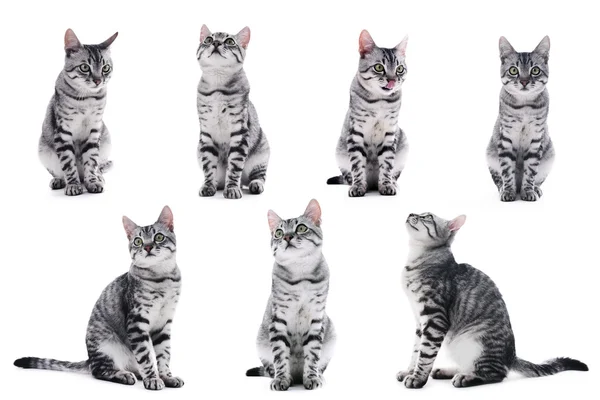 Collage of beautiful grey cat isolated on white — Stock Photo, Image