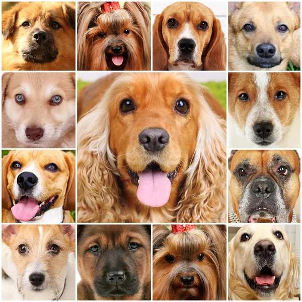 Collage van verschillende honden — Stockfoto