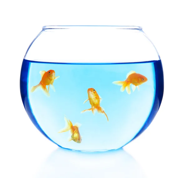Золоті рибки в акваріумі ізольовані на білому — стокове фото