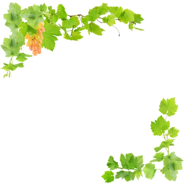 Rama z winogron oddziałów z zielonych liści na białym tle — Zdjęcie stockowe