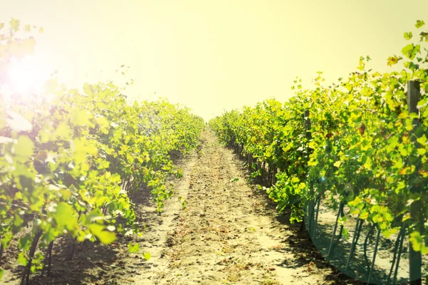 Vineyard plantation — Stock Photo, Image