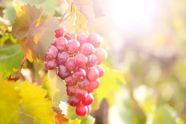 Bunches of ripe grape — Stock Photo, Image