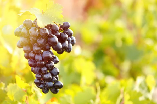 Bunches of ripe grape — Stock Photo, Image