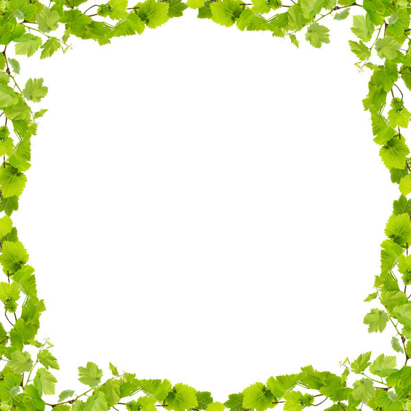 Frame of grape branches