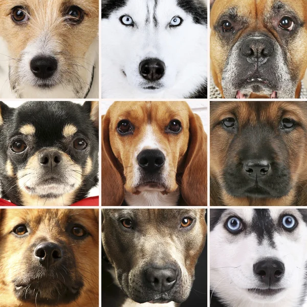 Collage de perros diferentes — Foto de Stock