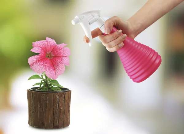Female hand with sprayer and flowers on light nature background — ストック写真