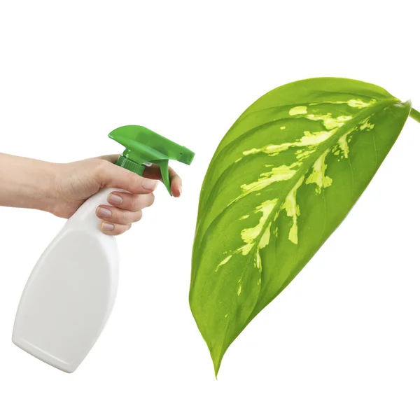 Female hand with sprayer and big green leaf isolated on white — Zdjęcie stockowe