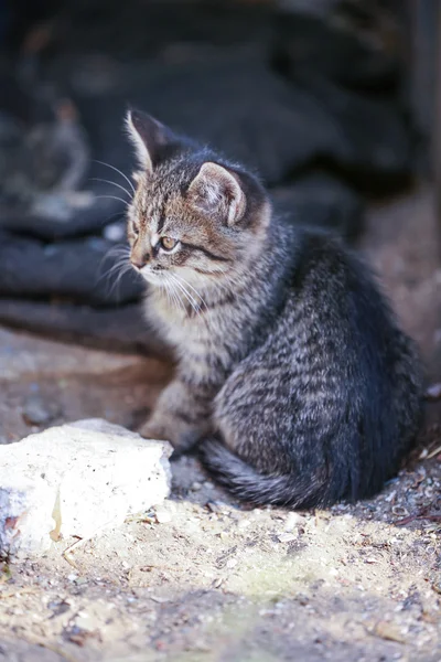 Kitten outdoors — Stock Photo, Image