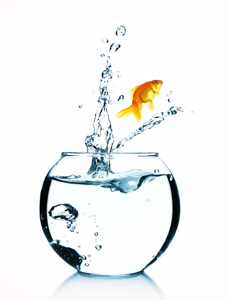 Goldfish jumping from glass aquarium, isolated on white — Stock Photo, Image