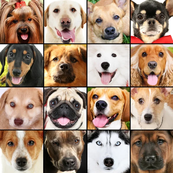 Коллаж разных собак — стоковое фото