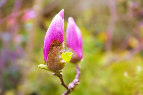 Blooming flower in spring, close up — Zdjęcie stockowe