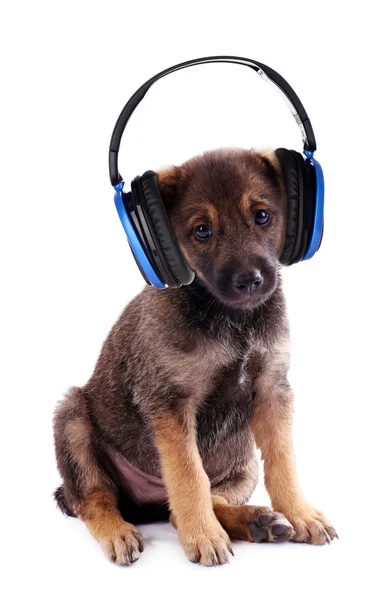 Funny puppy with headphones isolated on white — Stock Photo, Image