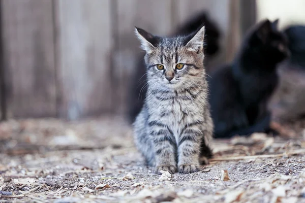 屋外の子猫 — ストック写真