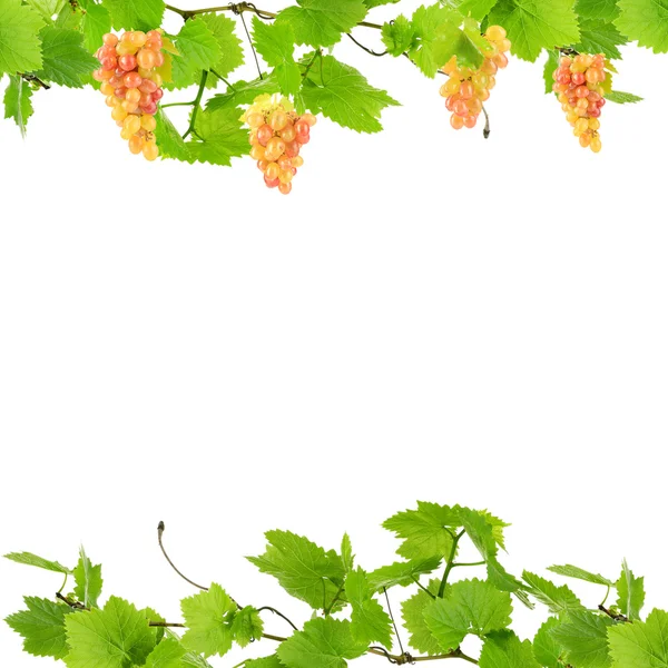 Frame of grape branches with green leaves, isolated on white — Stock Photo, Image