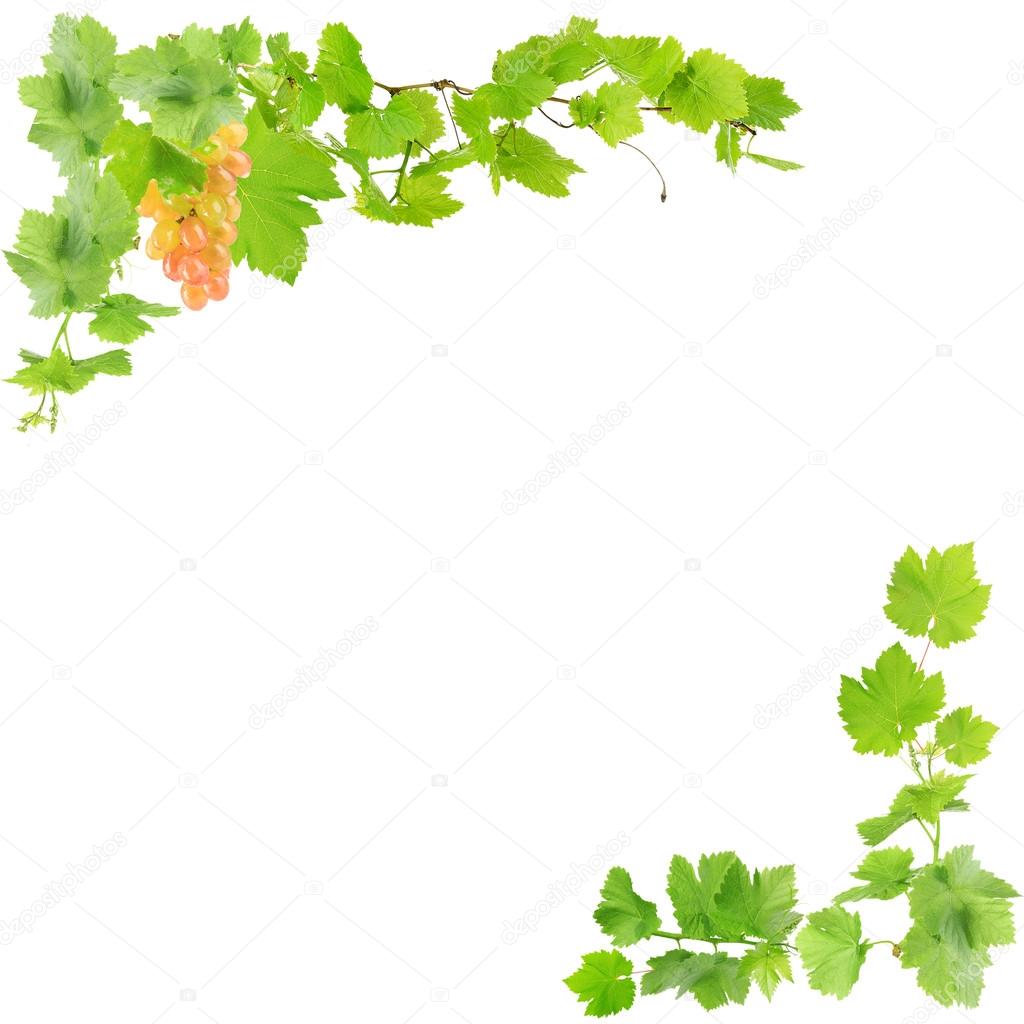Frame of grape branches with green leaves, isolated on white