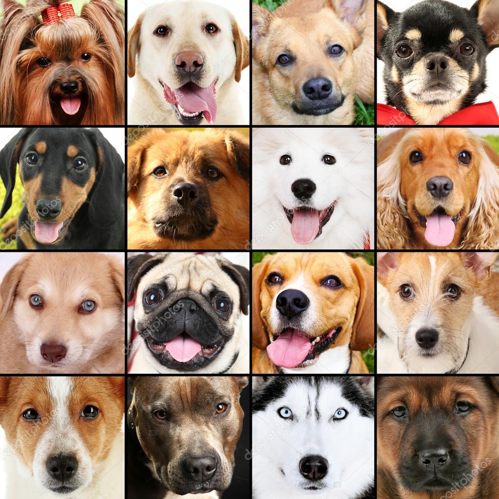 Collage de perros diferentes — Foto de stock © belchonock #76529237, image size:1024x1024