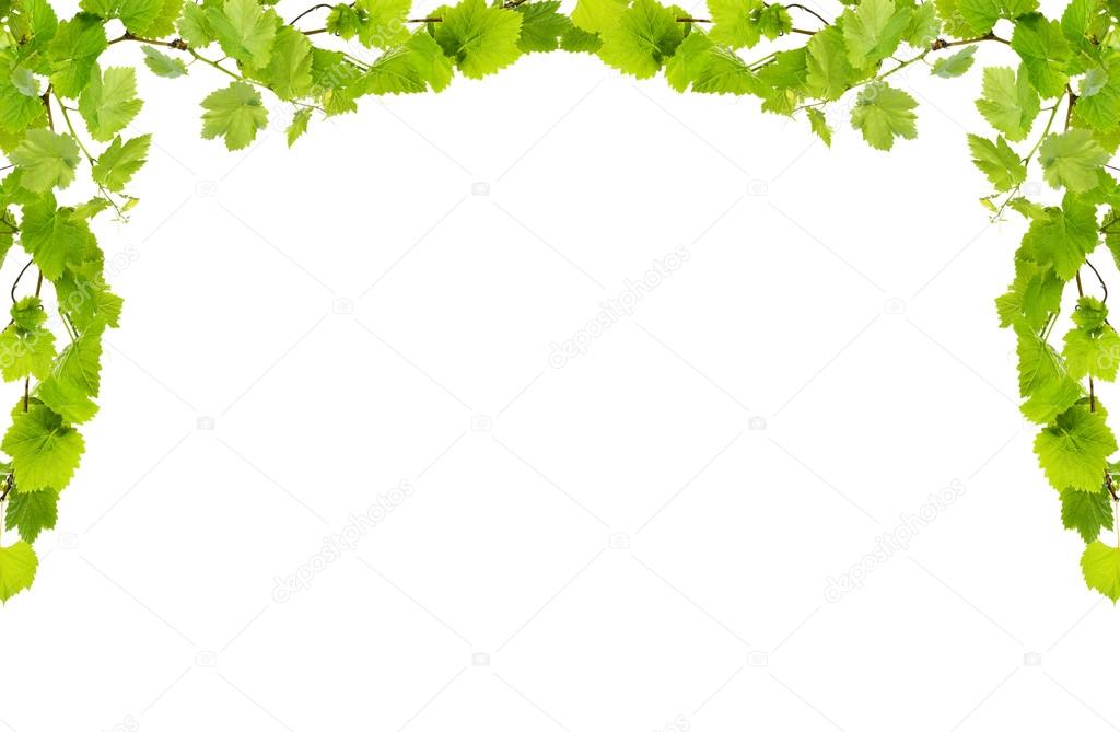 Frame of grape branches with green leaves