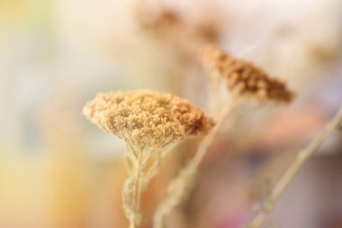 Işık arka plan üzerinde kurumuş kır çiçekleri