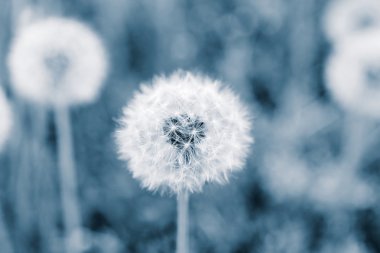 Tohumları ile güzel karahindiba