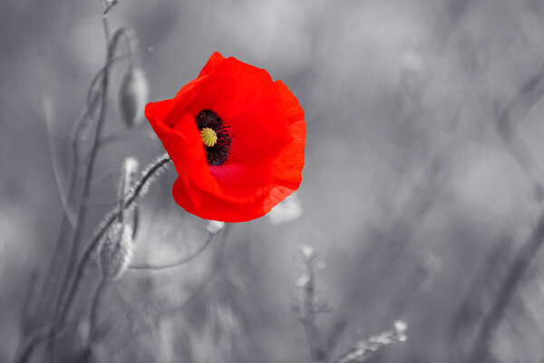 Red poppy flower