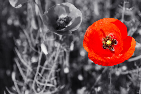Red poppy flower