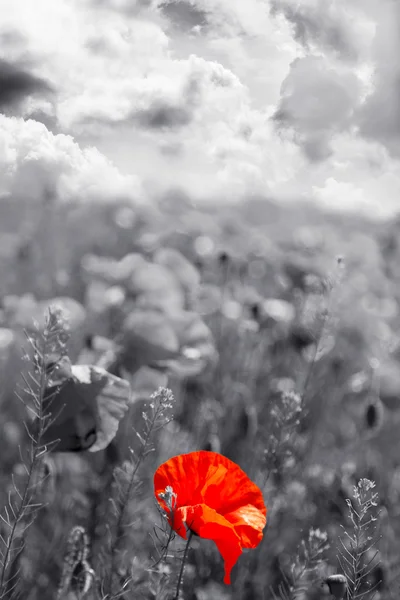 Flor de papoula vermelha — Fotografia de Stock