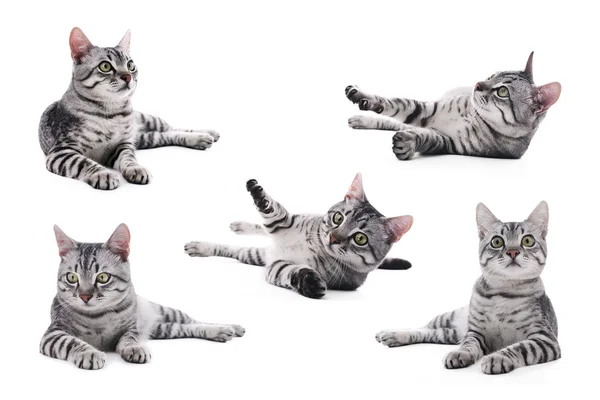 Colagem de gato cinza bonito isolado em branco — Fotografia de Stock
