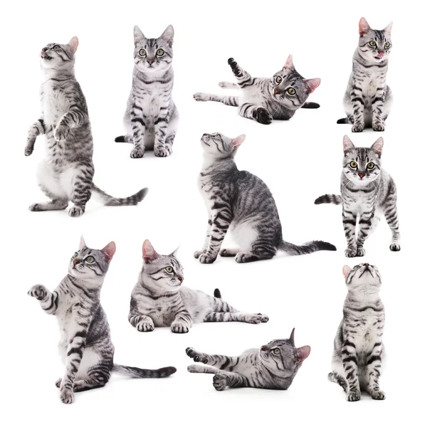 Collage of beautiful grey cat isolated on white — Stock Photo, Image