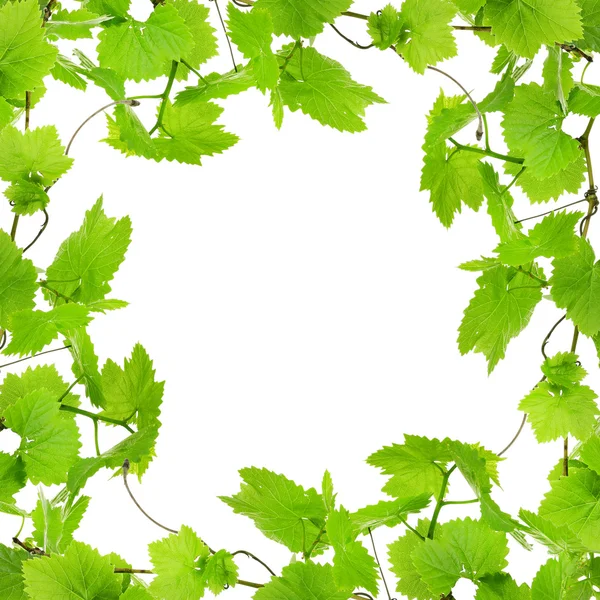 Cadre de branches de raisin aux feuilles vertes, isolé sur blanc — Photo