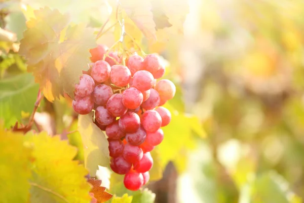 Bunches de uva madura na plantação closeup — Fotografia de Stock
